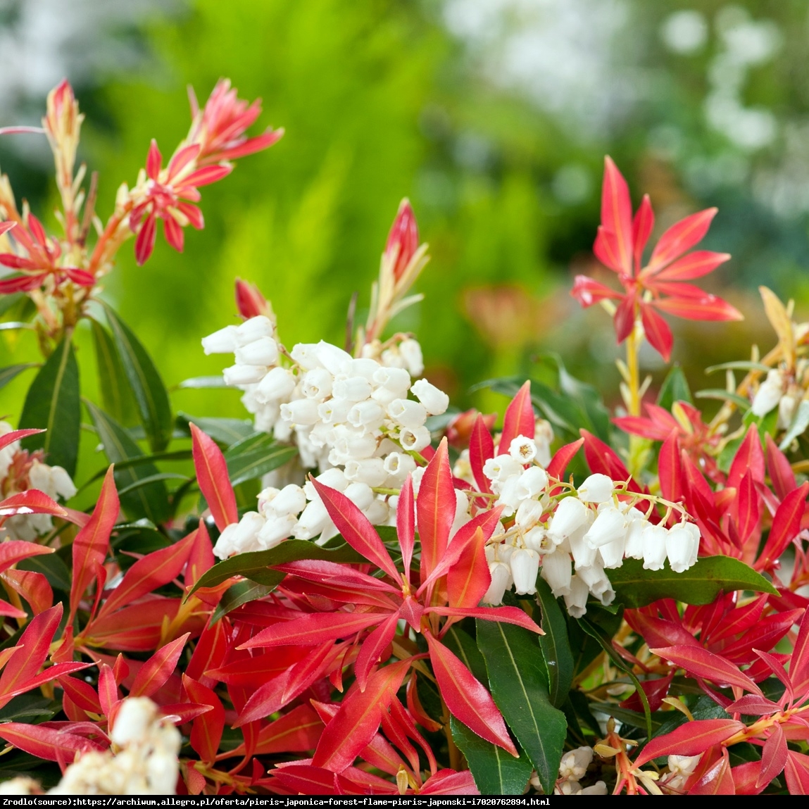 pieris japonica forest flame plant shrub evergreen 9cm garden pot pots pack enlarge flowers