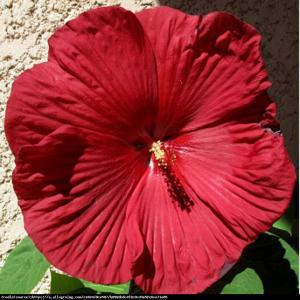 Hibiskus bagienny XXL Fireball - KWIAT 25 ...