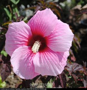 Hibiskus bagienny XXL Summer Storm - KWIAT...