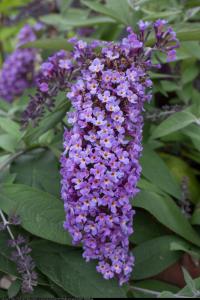 Budleja Dreaming Lavender