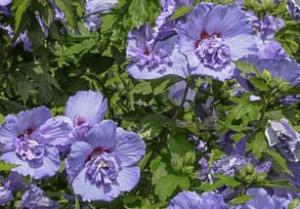 Hibiskus, Ketmia syryjska Blue Chiffon - P... Hibiscus syriacus Blue Chiffon