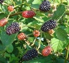 Jeżyna Brzezina - Bezkolcowa Rubus Brzezina