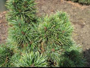 Sosna limba Pinus cambra
