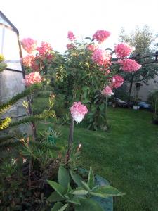 Hortensja bukietowa Vanille Fraise na pniu... Hydrangea paniculata Vanille Fraise na pni...