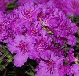 azalia japońska Enzett-Lilienstein... Rhododendron Enzett-Lilienstein