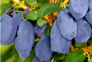 Jagoda kamczacka Boreal Beast Lonicera caerulea var. kamtschatica Boreal...