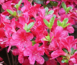 azalia Rubinetta Rhododendron Rubinetta
