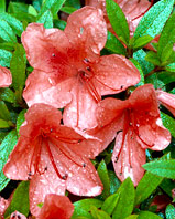 azalia Alexander Rhododendron Alexander