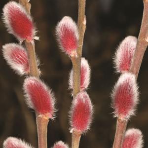 Wierzba smukłoszyjkowa Mount Aso - HIT cz... Salix gracilistyla Mount Aso