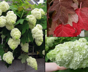 Hortensja dębolistna Harmony - UNIKAT, PEŁ... Hydrangea quercifolia Harmony 