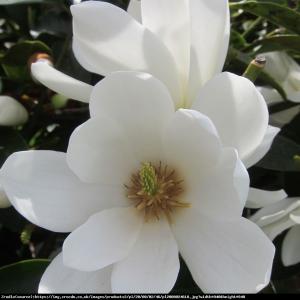 Magnolia Fairy White - UNIKAT, ZIMOZIELONA... Magnolia Fairy White