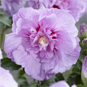 Hibiskus syryjski, Ketmia LAVENDER CHIFFON... Hibiscus syriacus LAVENDER CHIFFON...