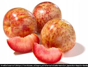 Śliwo-morela DAPPLE DANDY - WYBORNY SMAK, ... Prunus sp.