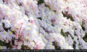 Powojnik górski Mayleen - ściana kwiatów, ... Clematis montana Mayleen