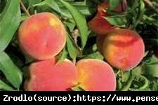 Brzoskwinia Cresthaven- AROMATYCZNA i ODPO... Prunus persica CRESTHAVEN