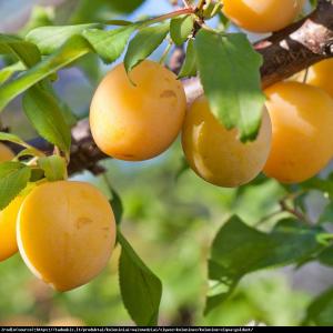 Śliwa kolumnowa GOLD DUST - żółty, słodki ... Prunus domestica nanum GOLD DUST