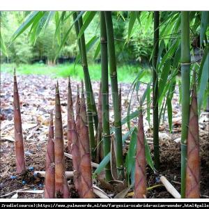 Bambus ogrodowy ASIAN WONDER - czerwone pę... Fargesia scabrida Asian Wonder