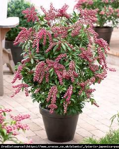 Pieris japoński PASSION - BURGUNDOWE DZWON...