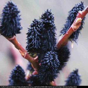 Wierzba smukłoszyjkowa Melanostachys - HIT... Salix gracilistyla Melanostachys
