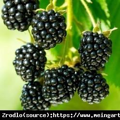 Jeżyna bezkolcowa Black Satin.DUŻY EGZEM... Rubus fruticosa  Black Satin