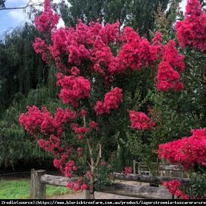 Lagerstremia indyjska Magnifica Rubra - Be...