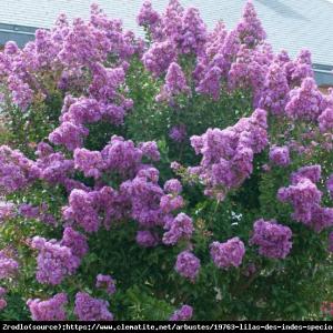 Lagerstremia indyjska Benoit - Bez Południ...