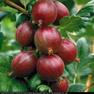 Agrest Hinomaki Rot - NA PNIU Ribes uva-crispa Hinomaki Rot