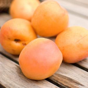 Morela Early Orange TWÓJ ZAPAS WITAMIN W O... Prunus armeniaca