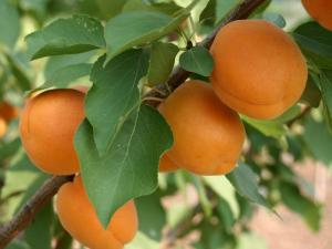 Morela Goldrich-NADZWYCZAJ DUŻE OWOCE!!!... Prunus armeniaca