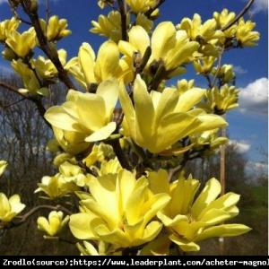 Magnolia Butterflies - NAJPIĘKNIEJSZA żółt... Magnolia Butterflies 