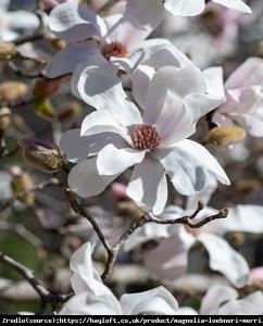 Magnolia Loebnera  Merrill-LAUREATKA NAGRO... Magnolia loebneri  Merrill
