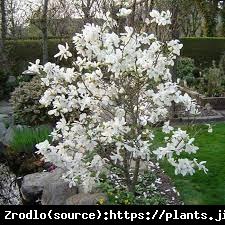 Magnolia Loebnera  Merrill-LAUREATKA NAGRO...