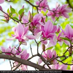 MAGNOLIA George Henry Kern.  EFEKTOWNE I P...