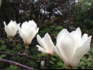 Magnolia denudata-Magnolia Naga ŚNIEŻNOBIA...