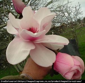 Magnolia ATLAS-OGROMNE I PACHNĄCE KWIATY!!... Magnolia Atlas -UNIKAT NA NASZYM RYNKU...