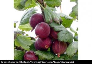 Agrest czerwony Rodnik-DUŻE,AROMATYCZNE O... Ribes uva-crispa Rodnik