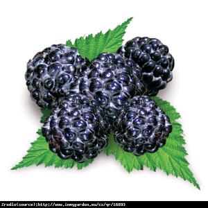 Malina Black Polka-SMACZNE ,SOCZYSTE I CZA... Rubus occidentalis  Black Polka