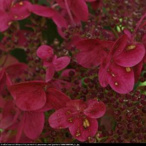 hortensja bukietowa Wims Red NA PNIU-OD BI... Hydrangea paniculata Wims Red