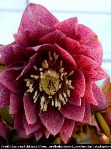 Ciemiernik wschodni Double Red Spotted... Helleborus orientalis Double Red Spotted...
