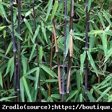 Bambus Fargesia Black Dragon - CZARNY SMOK... Fargesia Black Dragon