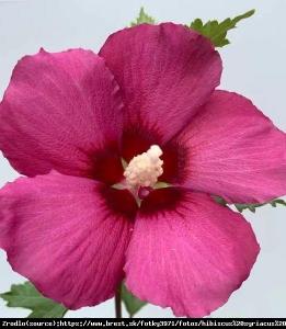 Ketmia, Hibiskus syryjski Flower Tower Rub... Hibiscus syriacus  Flower Tower Ruby...