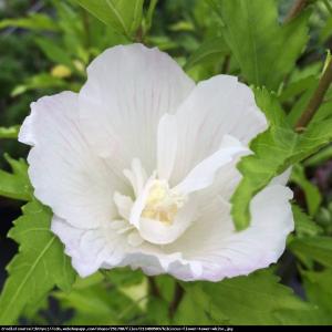 Ketmia Hibiskus syryjski Flower Tower Whit... Hibiscus syriacus  Flower Tower White...