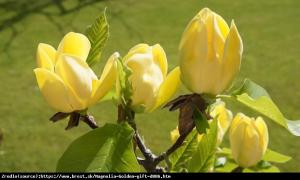 Magnolia Golden Gift - Żółty PREZENT wpros... Magnolia Golden Gift