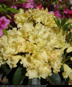 Różanecznik  Saffrano - ŻÓŁTE KWIATY, prze... Rhododendron  Saffrano