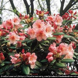 Różanecznik  Virginia Richards - brzoskwin... Rhododendron  Virginia Richards