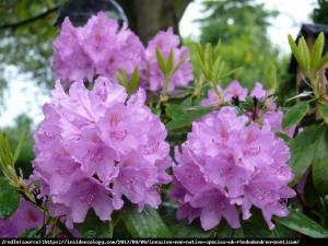 Różanecznik pontyjski ROSEUM Rhododendron ponticum Roseum
