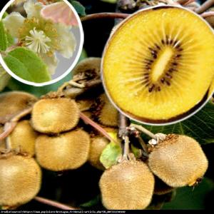 Mini Kiwi Aktinidia Minikigold - ŻÓŁTE KIW...