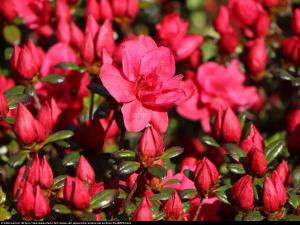 Azalia japońska Maraschino- duże karminowe... Rhododendron japonicum Maraschino...