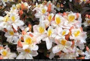 Azalia Silver Slipper Rhododendron Silver Slipper