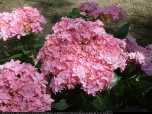 Hortensja ogrodowa Together® - pełne, róży... Hydrangea macrophylla Together